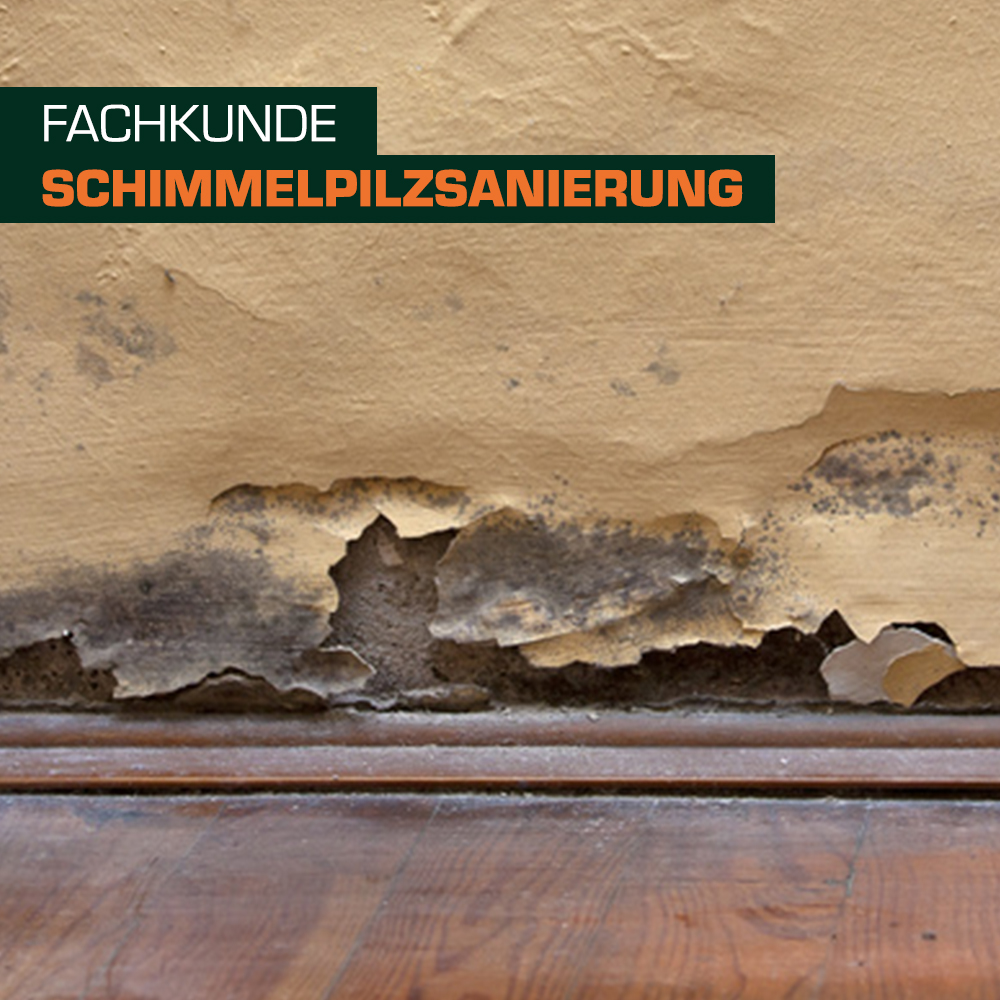 Ein wandseitiger Bereich mit Schäden durch Schimmelpilz. Die Oberfläche ist stark beschädigt, mit abblätterndem Putz und sichtbarem Schimmel. Ein Holzfußboden ist im unteren Bildbereich zu sehen. Überschrift: "Fachkunde Schimmelpilzsanierung".